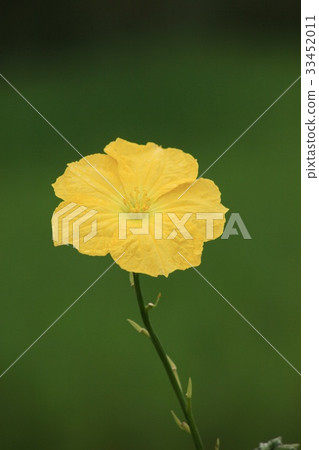 Spoonbill Spoonbill 33452011