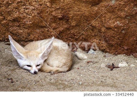 Desert Fox, Seoul National University Park, Gwacheon, Gyeonggi-do 33452440