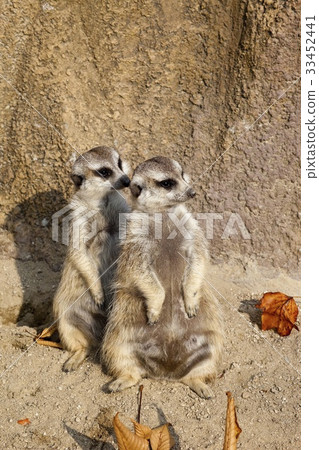 Mearcat, Seoul National University Park, Gwacheon, Gyeonggi Mearcat, Seoul National University Park, Gwacheon, Gyeonggi 33452441