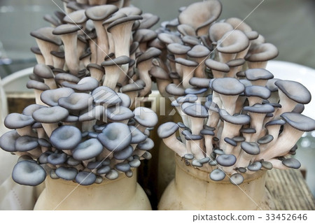 牡蠣蘑菇 33452646