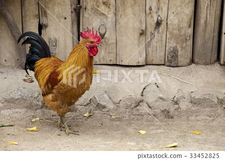 Rooster, Yongin Folk Village, Yongin City, Gyeonggi-do 33452825