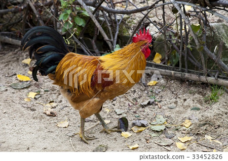 Rooster, Yongin Folk Village, Yongin City, Gyeonggi-do 33452826