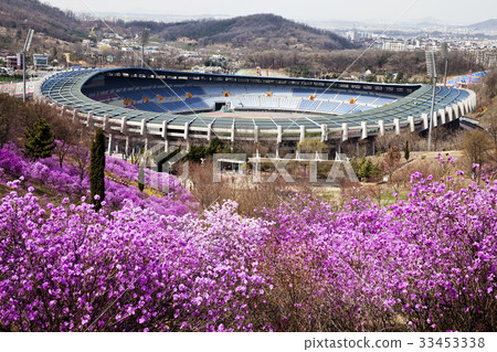 Azalea，Wonmi Mountain，Bucheon Sports Complex，Bucheon，Gyeonggi-do 33453338