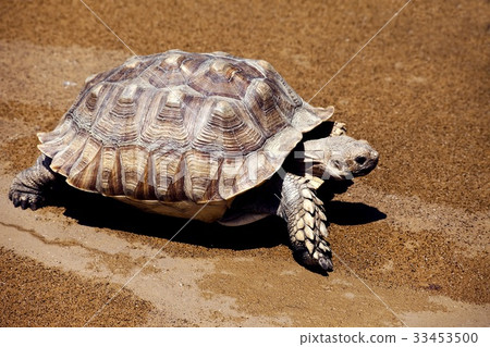 烏龜 33453500