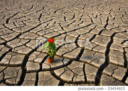 Flower pot, tidal flat, Yeongjongdo, Incheon Flower pot, tidal flat, Yeongjongdo, Incheon 33454915