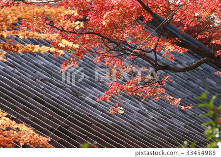 Maple leaves, Bulguksa Temple, Gyeongju City, Gyeongbuk Province Maple leaves, Bulguksa Temple, Gyeongju City, Gyeongbuk Province 33454988