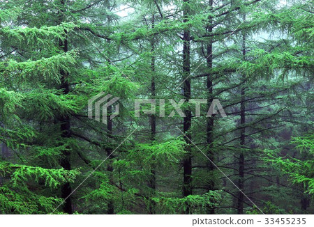 National Arboretum, Pocheon, Gyeonggi-do 33455235