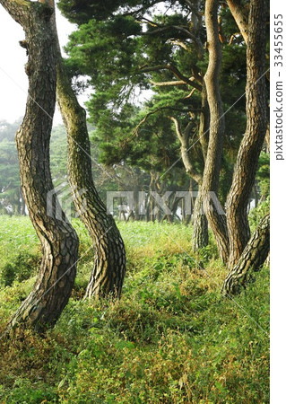 Pine tree, Boeun-gun, Chungbuk 33455655