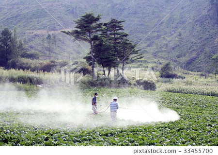 Paddy fields, Daegwanryeong, Pyeongchang-gun, Gangwon-do 33455700