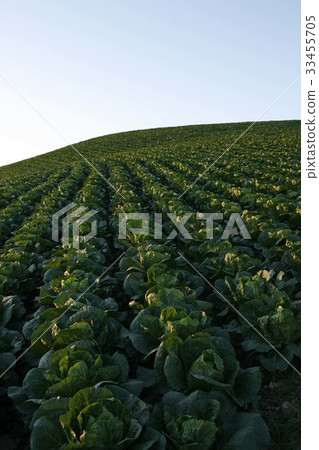 Chinese cabbage field, Daegwallyeong, Pyeongchang-gun, Gangwon-do 33455705