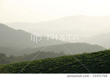 Chinese cabbage field, Daegwallyeong, Pyeongchang-gun, Gangwon-do 33455708