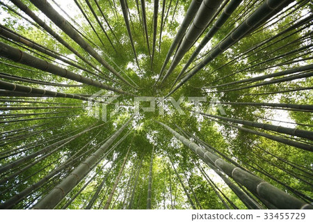 Bamboo, Imsil gun, Jeonbuk 33455729