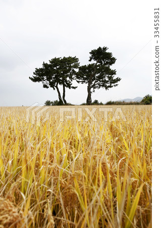 Pine, rice 33455831