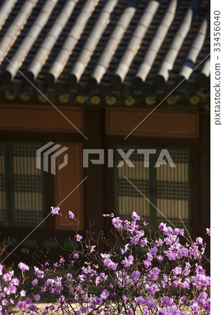 首爾鐘路區昌慶宮 首爾鐘路區昌慶宮 33456040