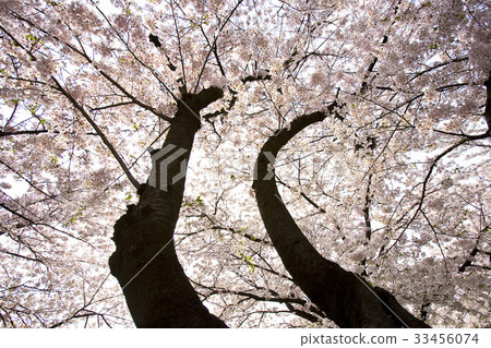 首爾永登浦區汝矣島 首爾永登浦區汝矣島 33456074
