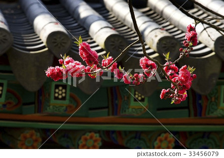 雙樹櫻花，唐津縣，忠南 33456079