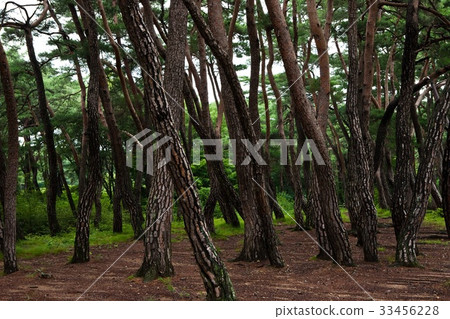 Syereung,Gyeongju,Gyeongbuk Syereung,Gyeongju,Gyeongbuk 33456228