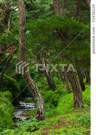 Syereung,Gyeongju,Gyeongbuk Syereung,Gyeongju,Gyeongbuk 33456229