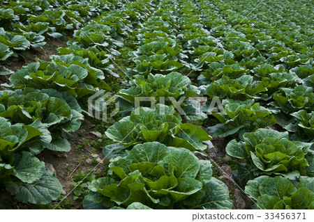 Chinese cabbage field, Daegwallyeong, Pyeongchang-gun, Gangwon-do 33456371