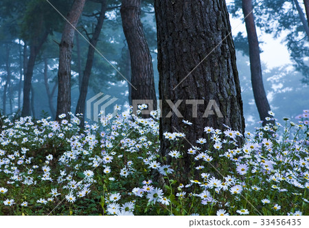 Chuncheok, Imsilguk-gun, Jeonbuk 33456435