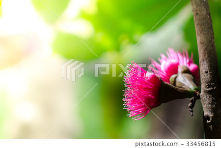 Flower of Malay apple on tree Flower of Malay apple on tree 33456815
