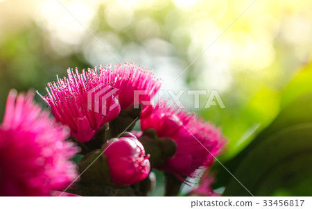 Flower of Malay apple on tree Flower of Malay apple on tree 33456817