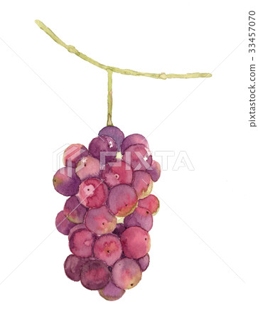 Bunch of grapes 33457070