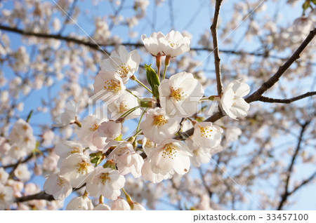 Spring relaxation-cherry blossoms- Spring relaxation-cherry blossoms- 33457100