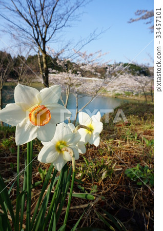 Narcissus blooming at the base of the pond Narcissus blooming at the base of the pond 33457101