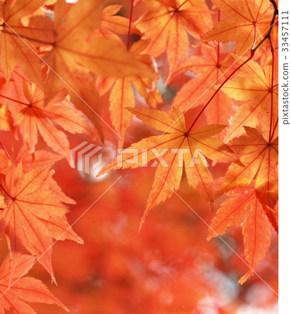秋天的落葉,秋天,日本,燃燒的Momiji,向上 秋天的落葉,秋天,日本,燃燒的Momiji,向上 33457111