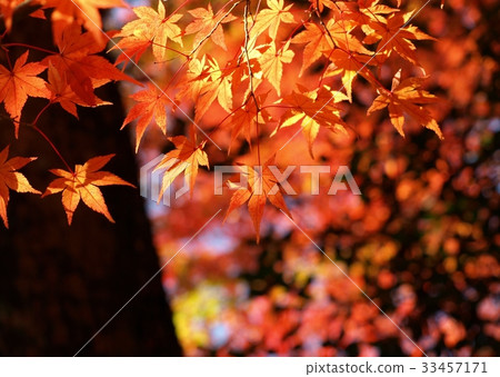 Fall Foliage, Fall, Japan, Kyoto, Burning Maple Fall Foliage, Fall, Japan, Kyoto, Burning Maple 33457171