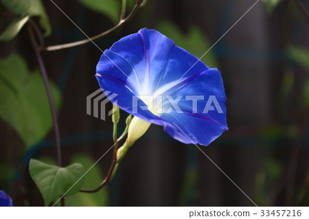 Shinshu morning glory 33457216