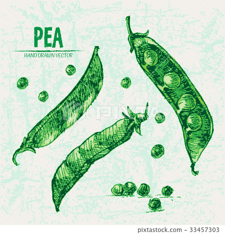 Digital vector detailed line art color pea Digital vector detailed line art color pea 33457303