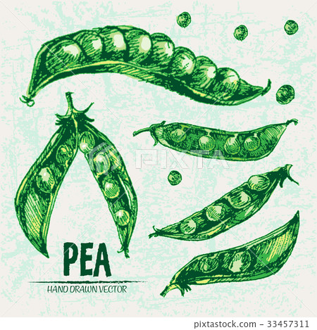 Digital vector detailed line art color pea Digital vector detailed line art color pea 33457311