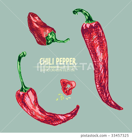 Digital vector detailed line art chili 33457325