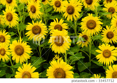 Sunflower field Sunflower field 33457712