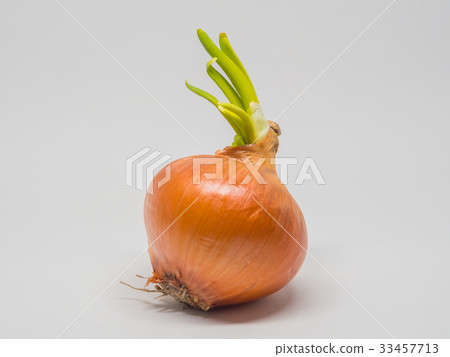 Budy onion 33457713