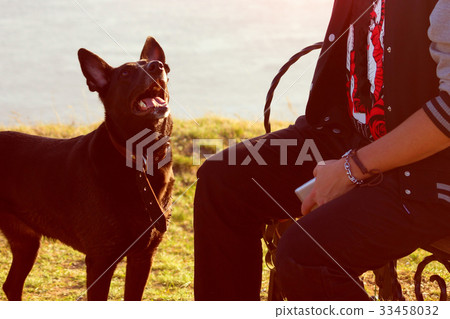 black dog looking on man 33458032