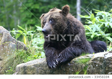 Brown bear 33458104