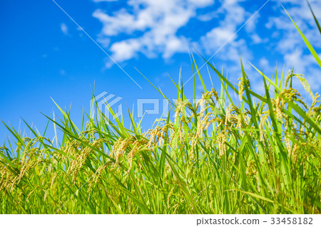 夏季大米（八月） 33458182