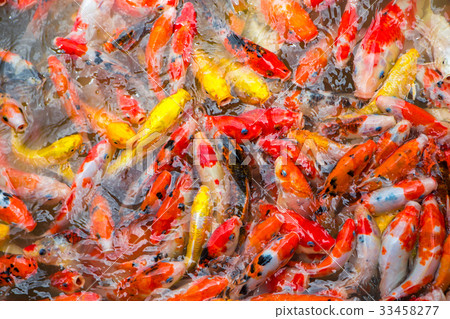 Fancy carp fish Fancy carp fish 33458277