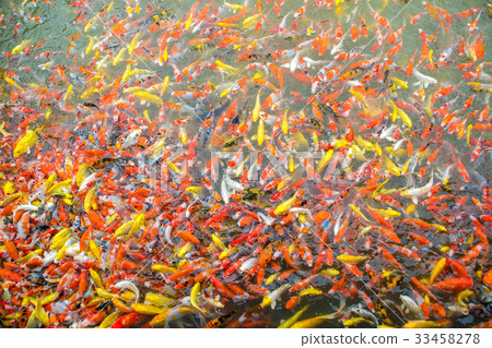 Fancy carp fish Fancy carp fish 33458278