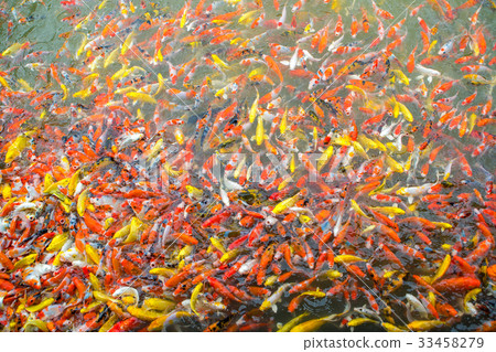 Fancy carp fish 33458279