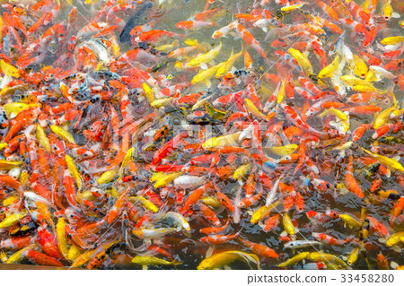 Fancy carp fish 33458280