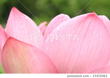 Rose to the lotus 33458463