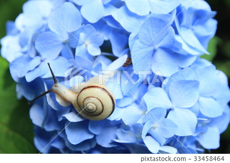 Hydrangea snail 33458464