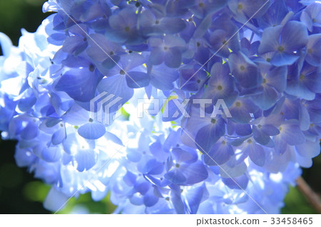 Hydrangea sunshine 33458465