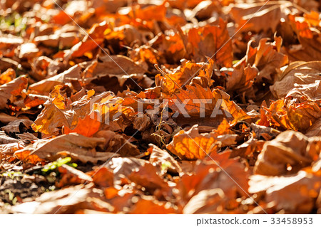 leaves in the park 33458953
