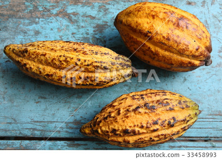 Cacao in Guatemala / Cacao in Guatemala 33458993