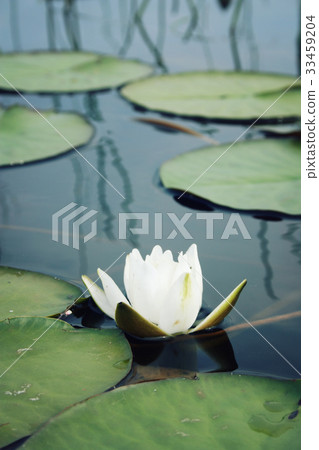 White water lily and green lily pads in the lake 33459204